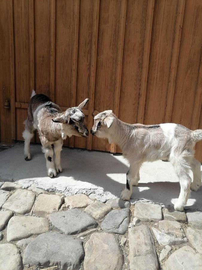Casa Agroturistica Teodora Vila Mînăstirea Humorului Exterior foto